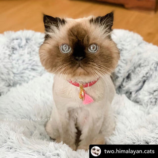 Mr. Peanut's 23" OrthoPlush® Pet Bed - Gray Two Tone - By Baano