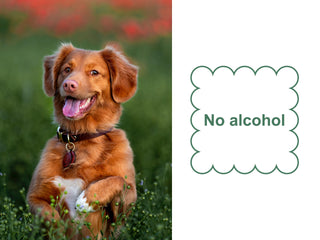 Mr. Peanut's Naturals Plant Based, Flushable, Compostable, Unscented Pet Wipes, 160 Count, Larger 8x6" Size - By Baano