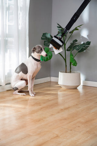 Mr. Peanut's 32" Tall Profile Pooper Scooper - By Baano