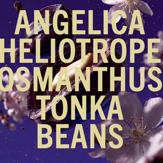 Tonka Angelica fragrance 3.4oz - By Baano