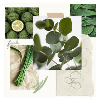 Thymes Eucalyptus Aromatic Oil Reed Diffuser 7.75 oz