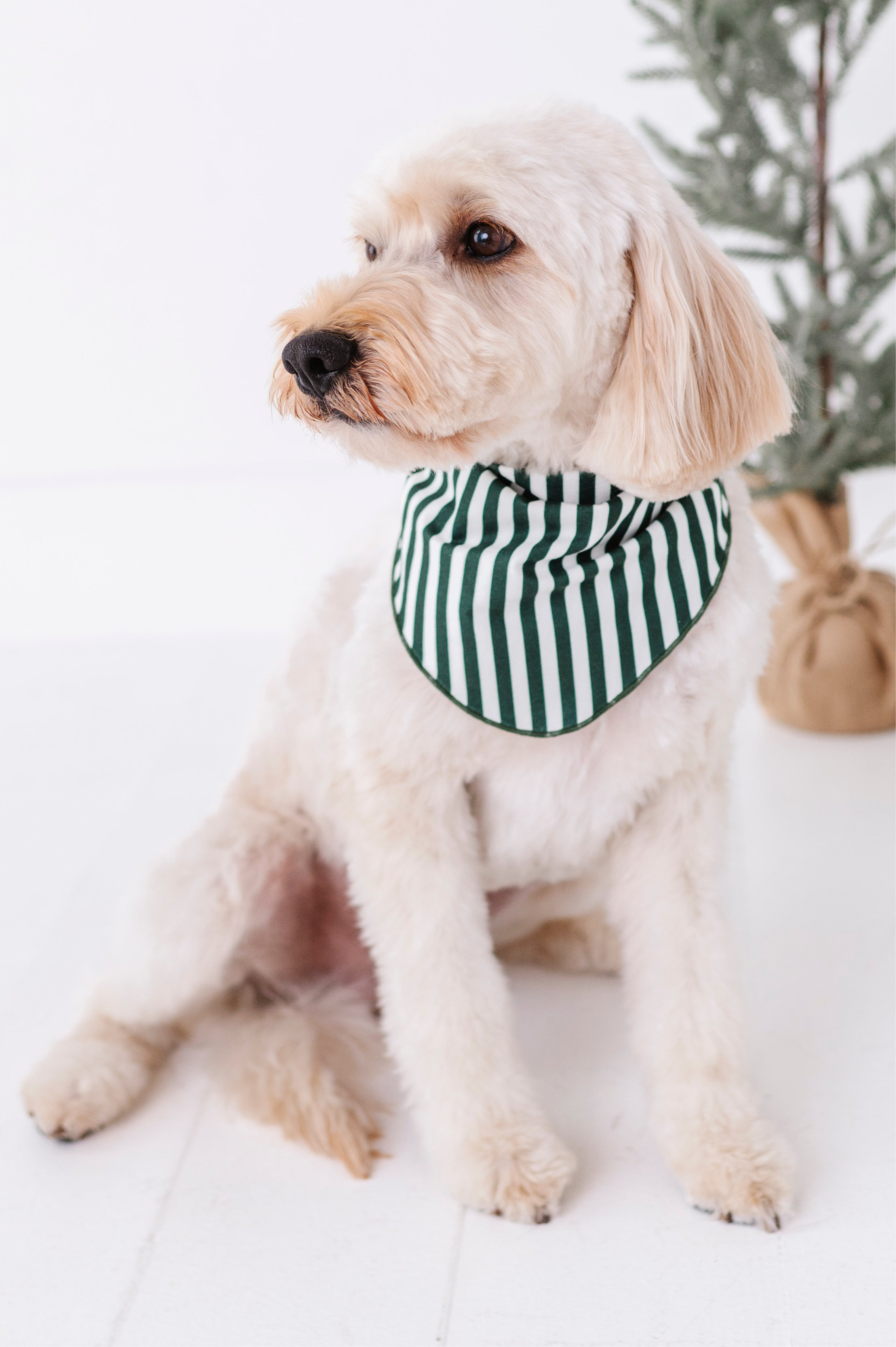 Green Stripes | DOG BANDANNA - By Baano