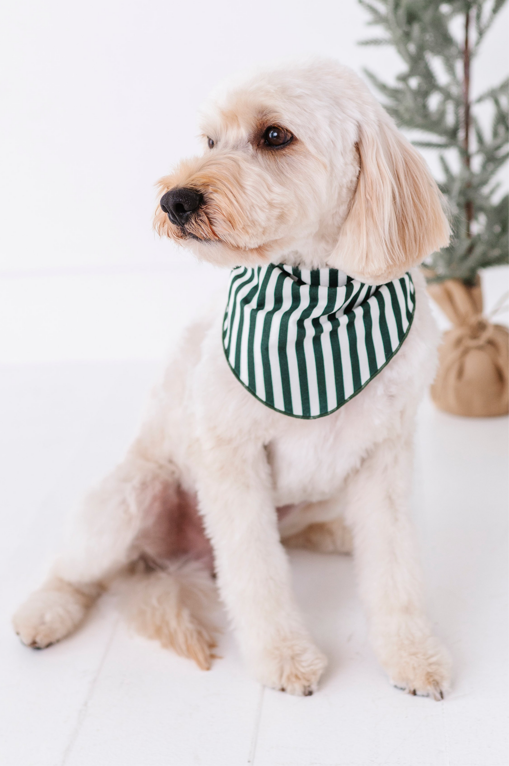 Green Stripes | DOG BANDANNA - By Baano