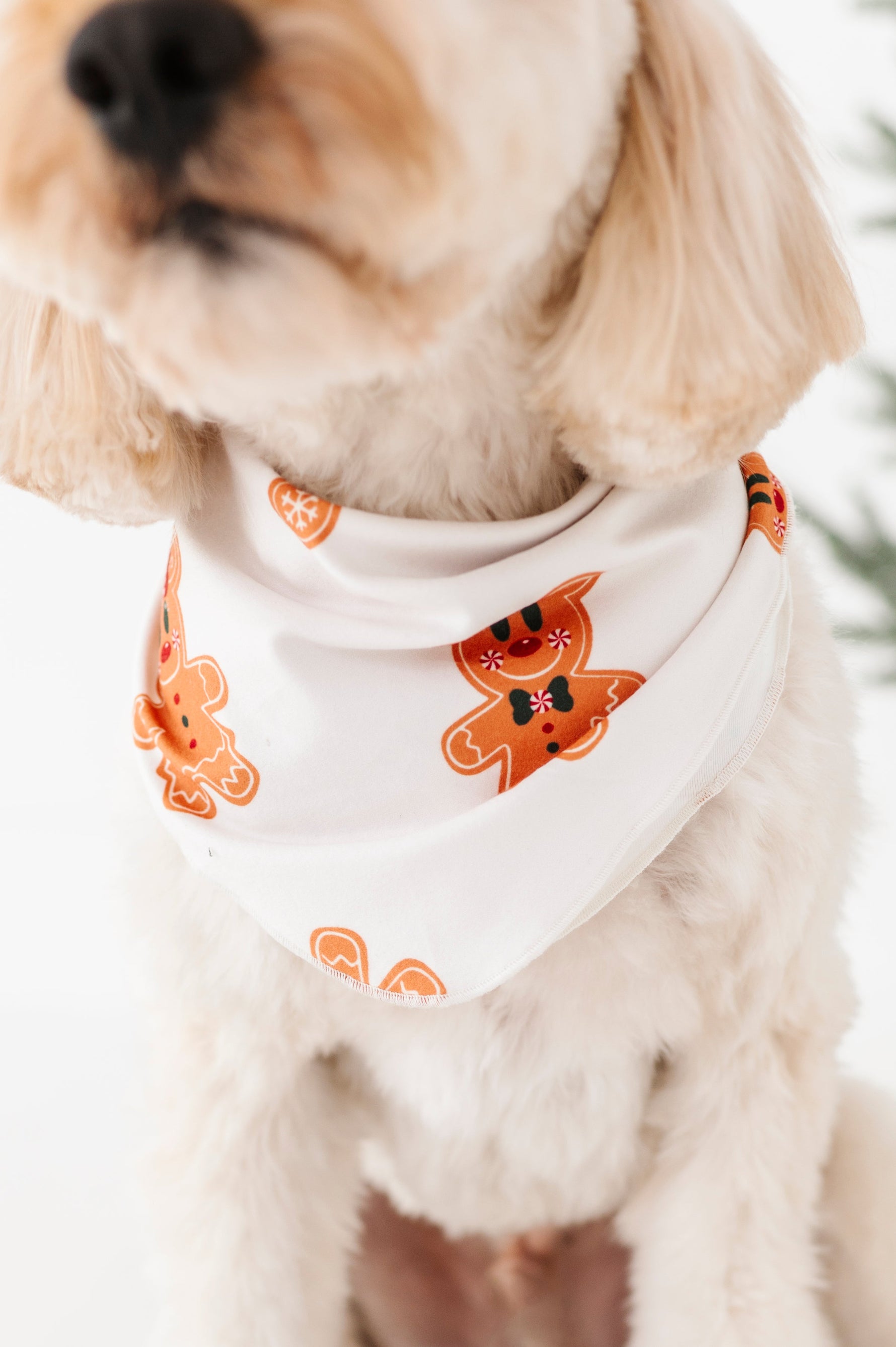 Magical Gingerbread | DOG BANDANNA - By Baano