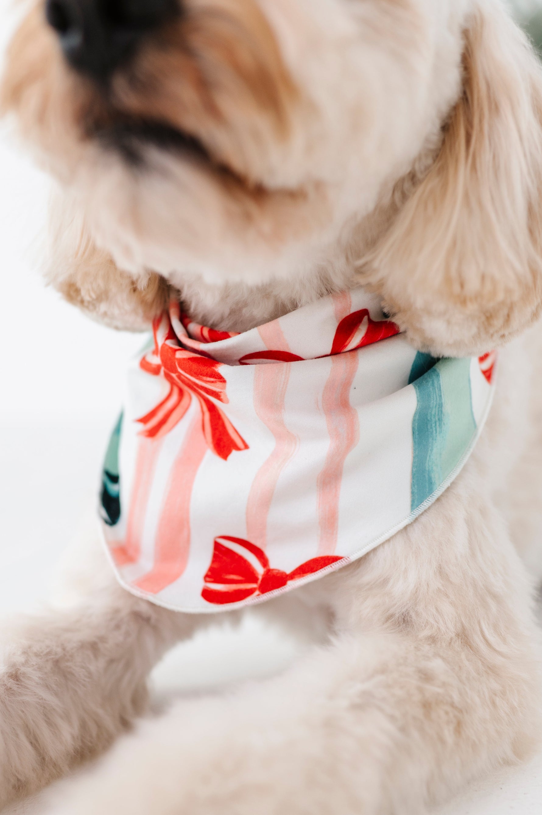 Bows | DOG BANDANNA - By Baano