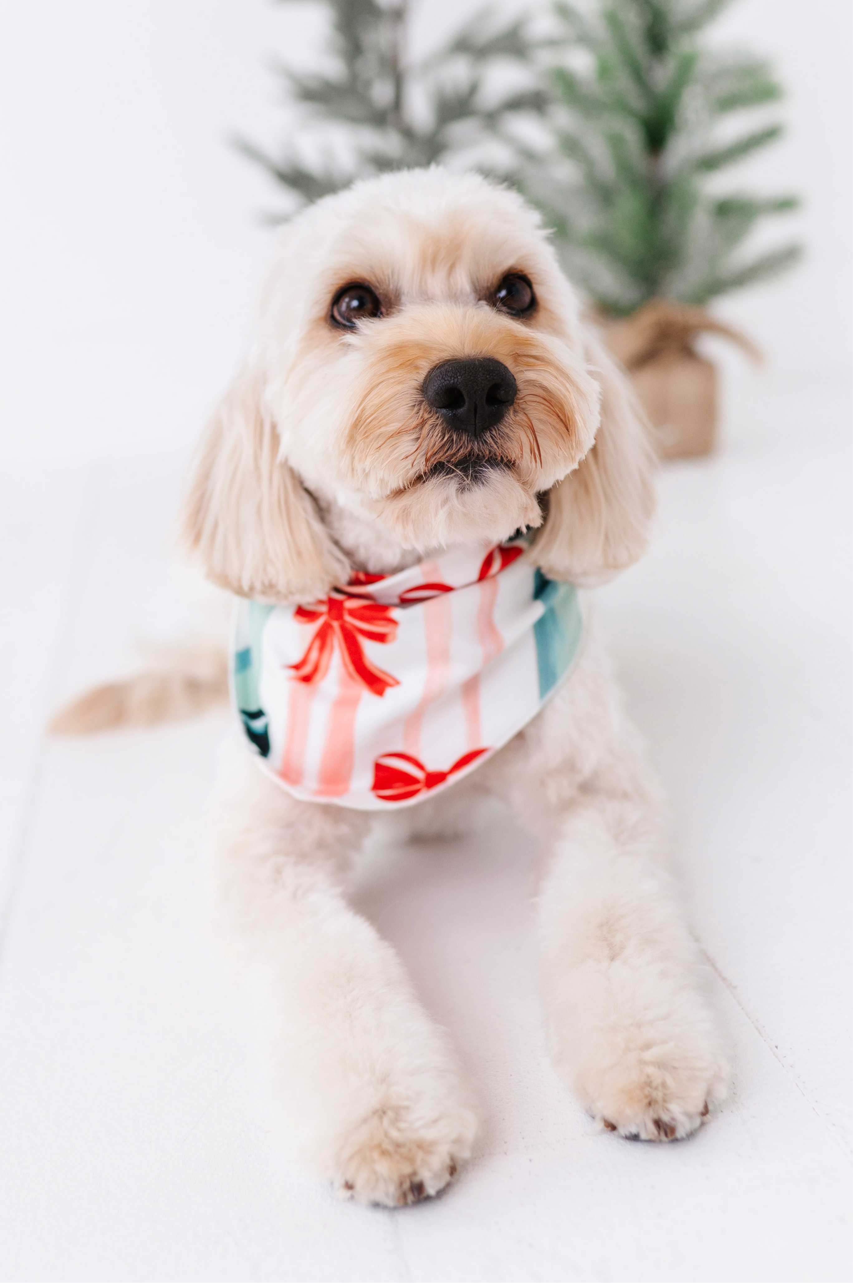 Bows | DOG BANDANNA - By Baano