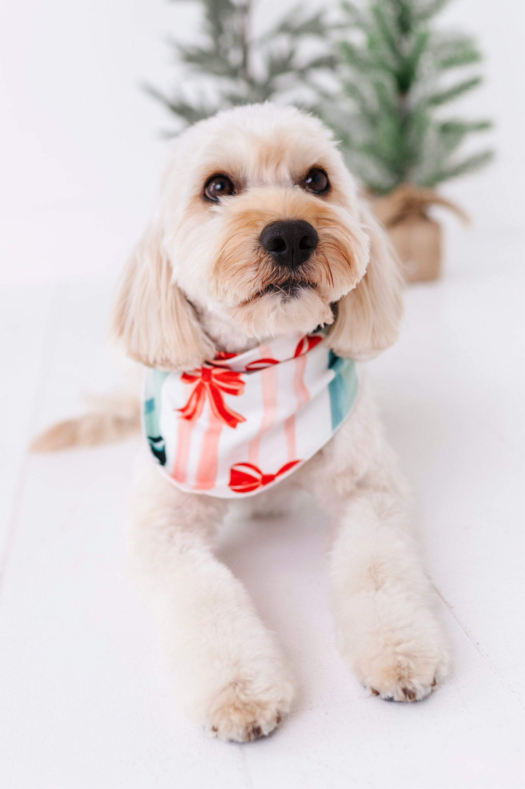 Bows | DOG BANDANNA - By Baano