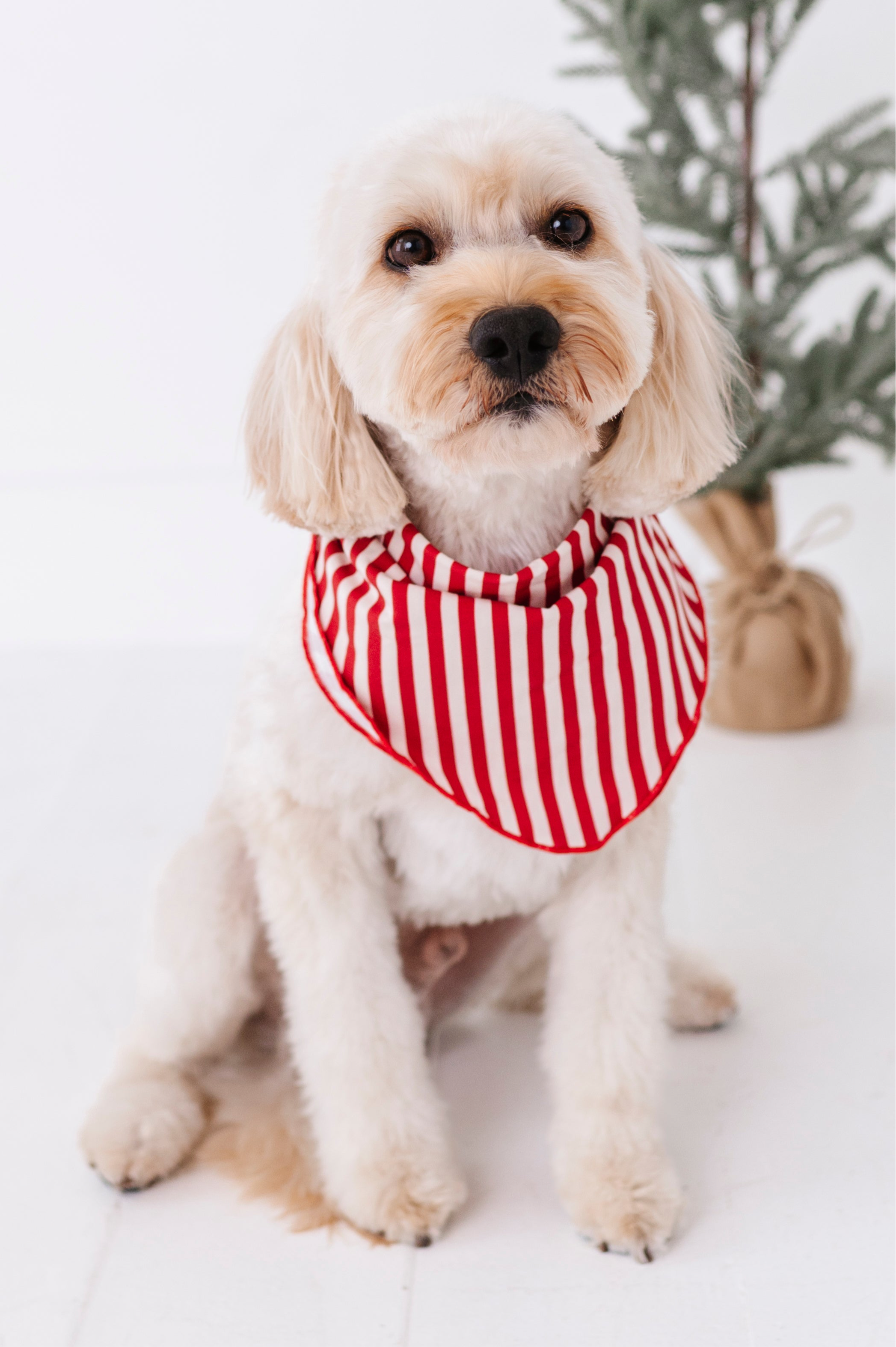 Red Stripes | DOG BANDANNA - By Baano