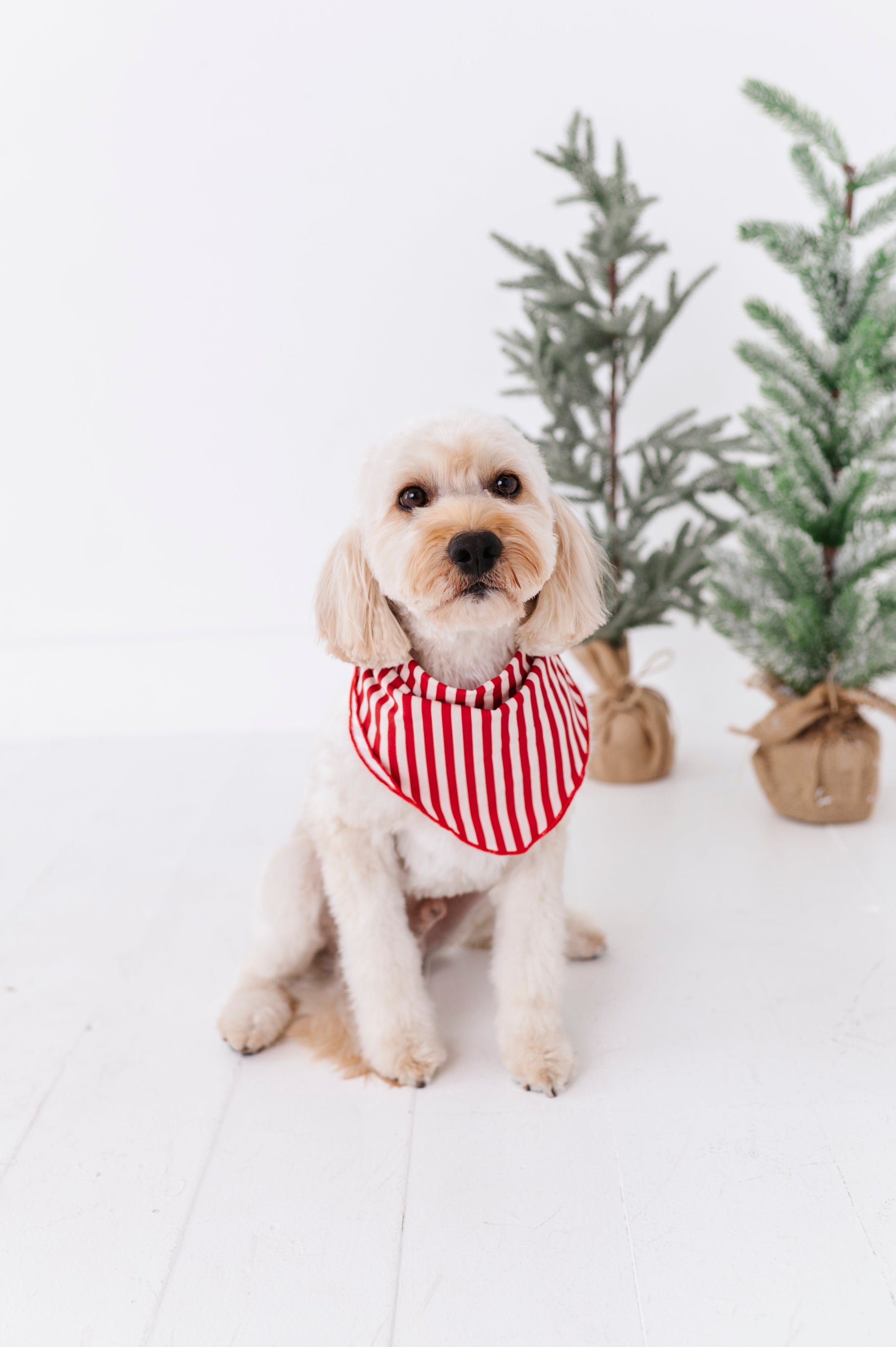 Red Stripes | DOG BANDANNA - By Baano