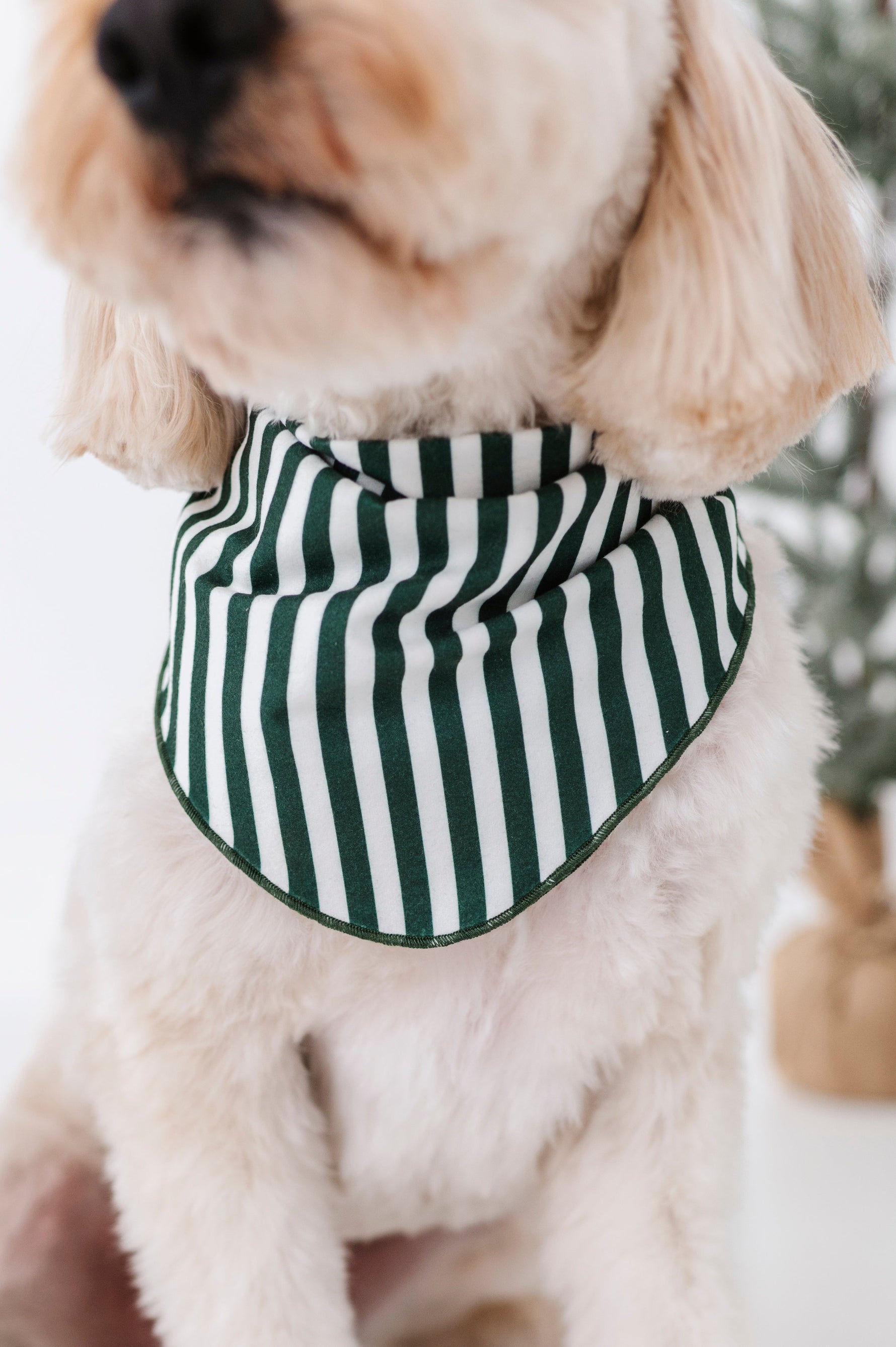 Green Stripes | DOG BANDANNA - By Baano