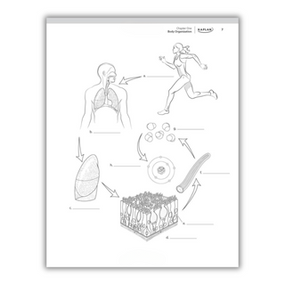 Anatomy Coloring Book: 10th Edition (Spiral Bound) - By Baano