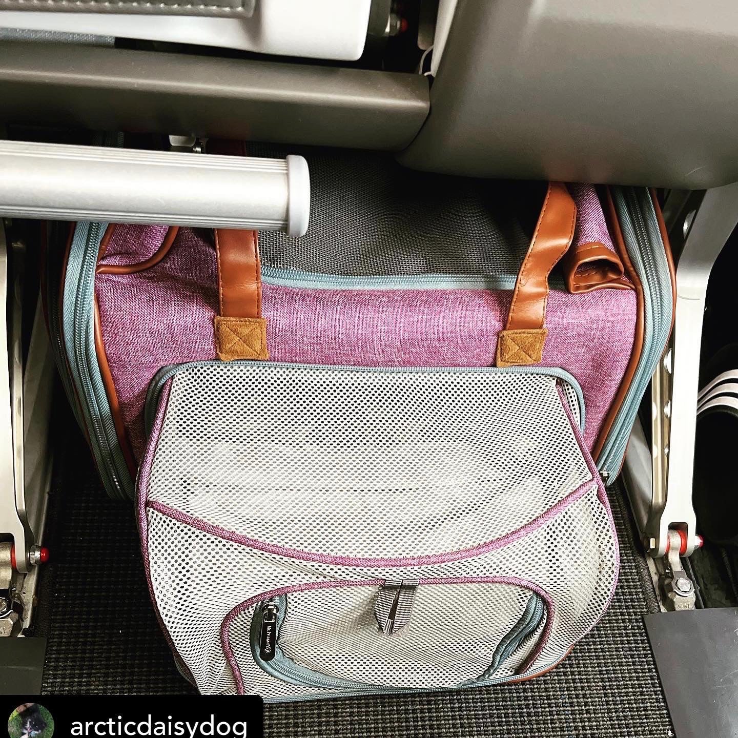 Mr. Peanut's Gold Series Big Apple XL Size Airline Compliant Double Expandable Pet Carrier - By Baano