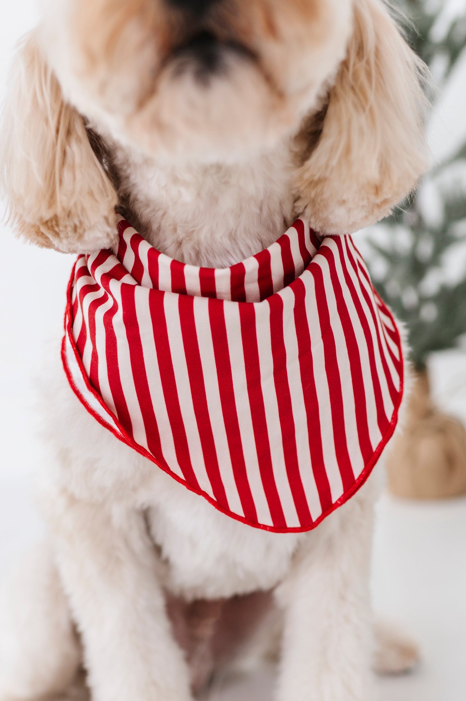 Red Stripes | DOG BANDANNA - By Baano