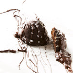 Chocolate Box: For the Love of Chocolate