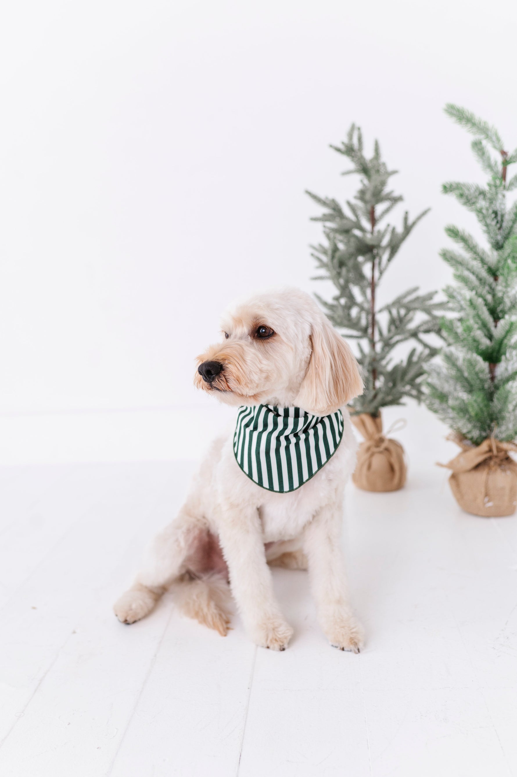 Green Stripes | DOG BANDANNA - By Baano