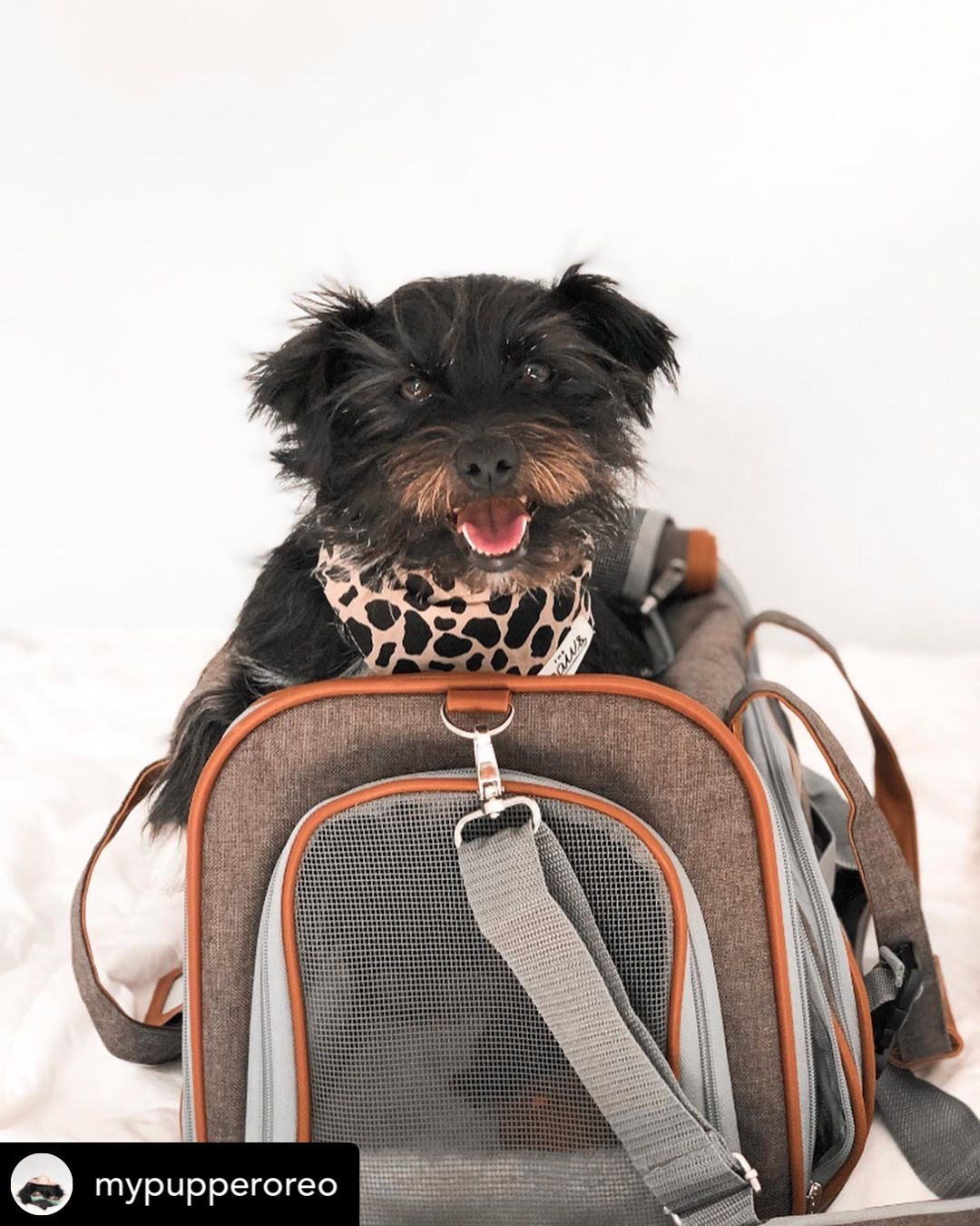 Mr. Peanut's Gold Series Standard Size Airline Compliant Pet Carrier Mr. Peanut's Pet Carriers