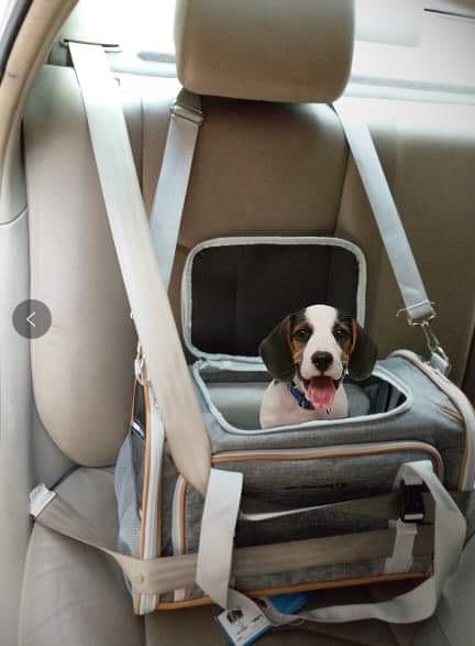 Mr. Peanut's Platinum Series Expandable Pet Carrier Mr. Peanut's Pet Carriers