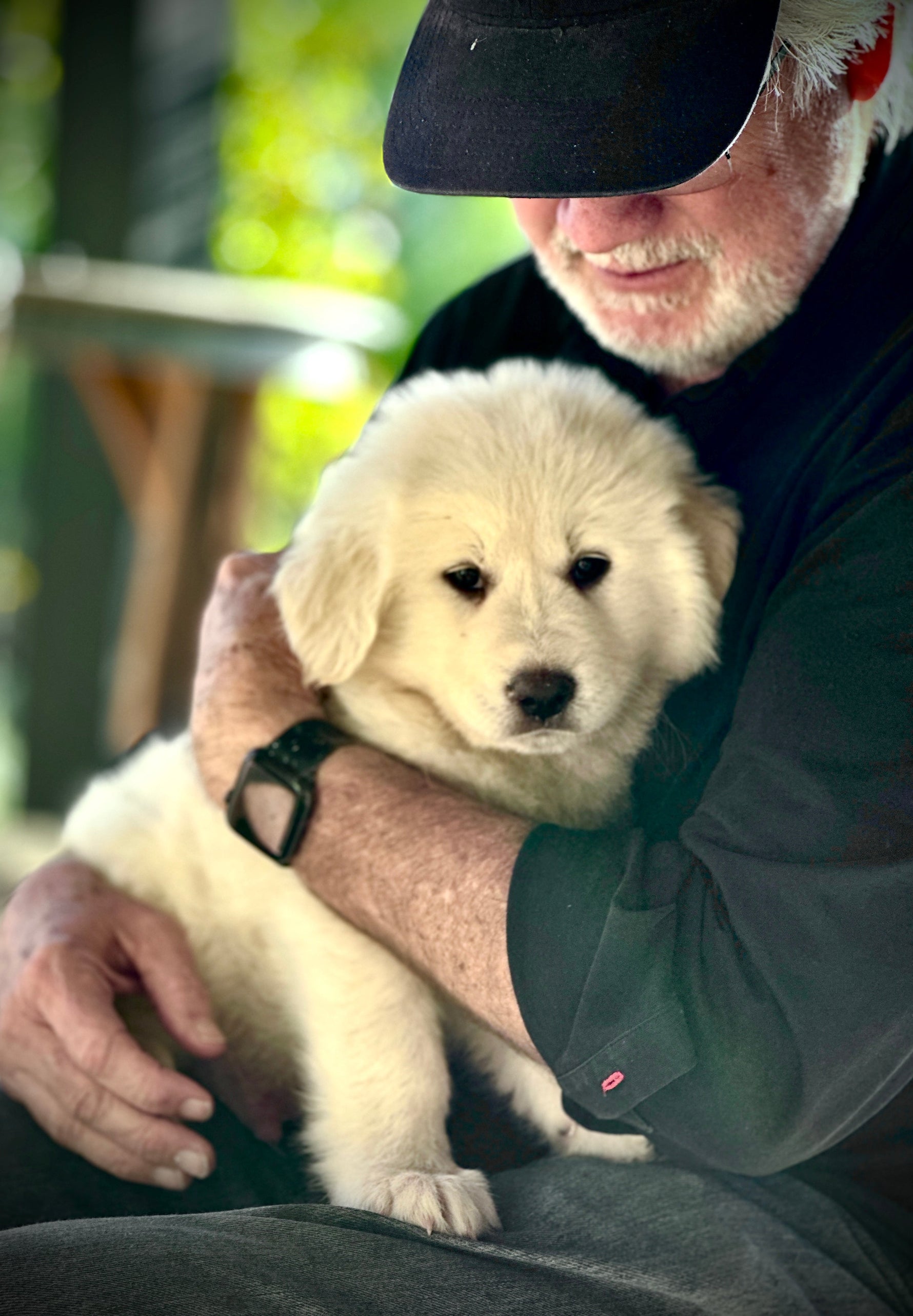 Lavender Dog Shampoo - By Baano