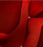 Sahara Rose 10ml - By Baano