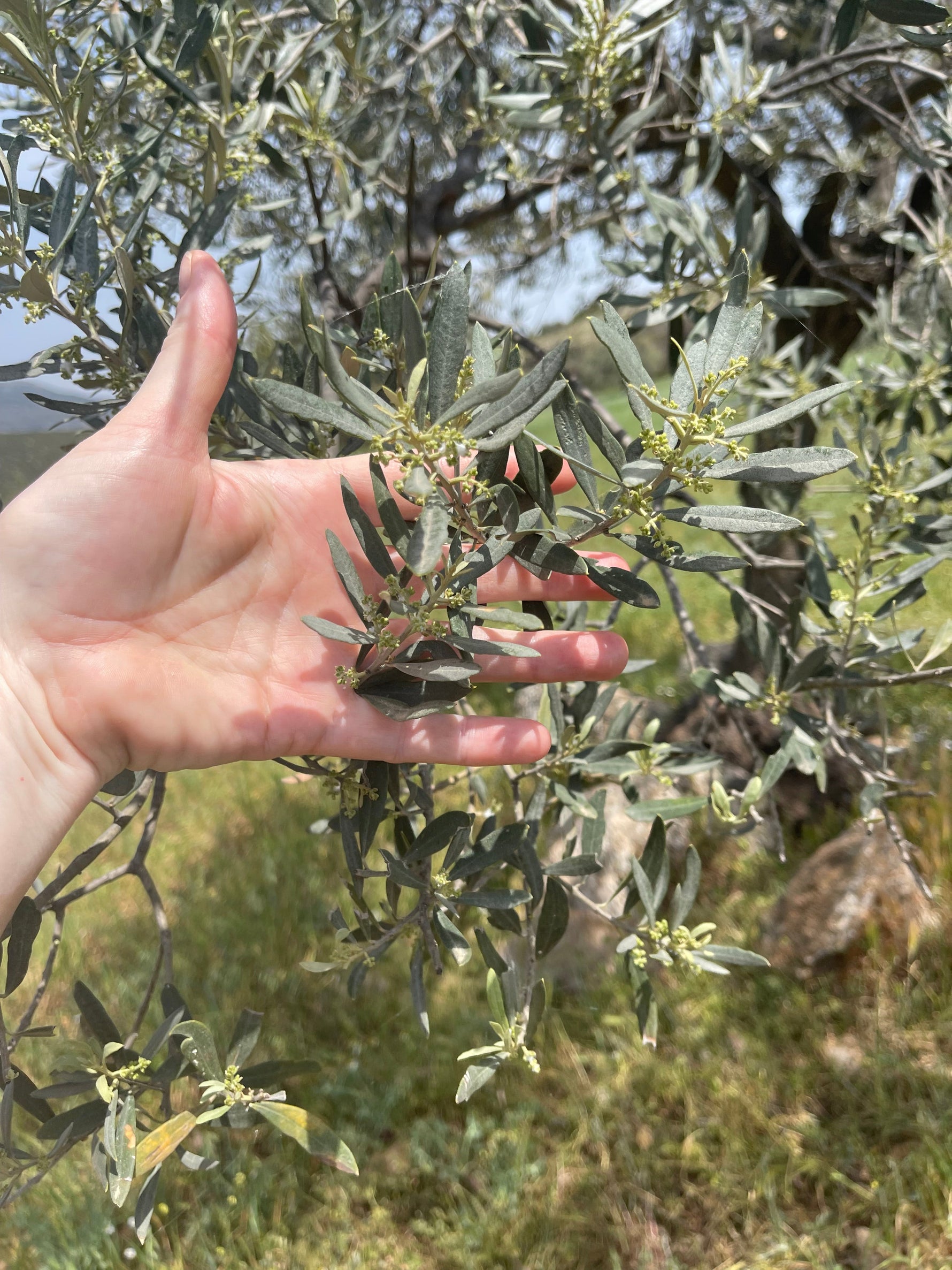 Extra Virgin Olive Oil from Kores Estate