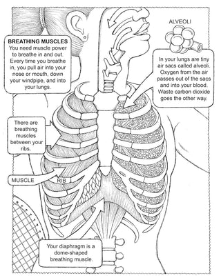 My First Human Body Book (Spiral Bound) - By Baano