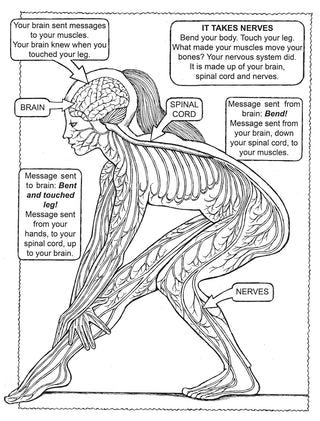 My First Human Body Book (Spiral Bound) - By Baano