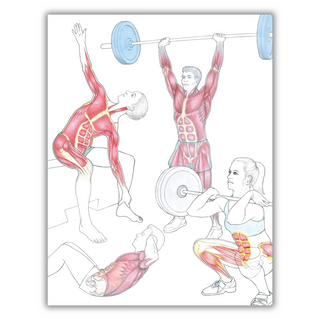 New Anatomy for Strength & Fitness Training: An Illustrated Guide to Your Muscles in Action Including Exercises Used in CrossFit (R), P90X (R), and Other Popular Fitness Programs (IMM Lifestyle Books) (Spiral-bound) - By Baano