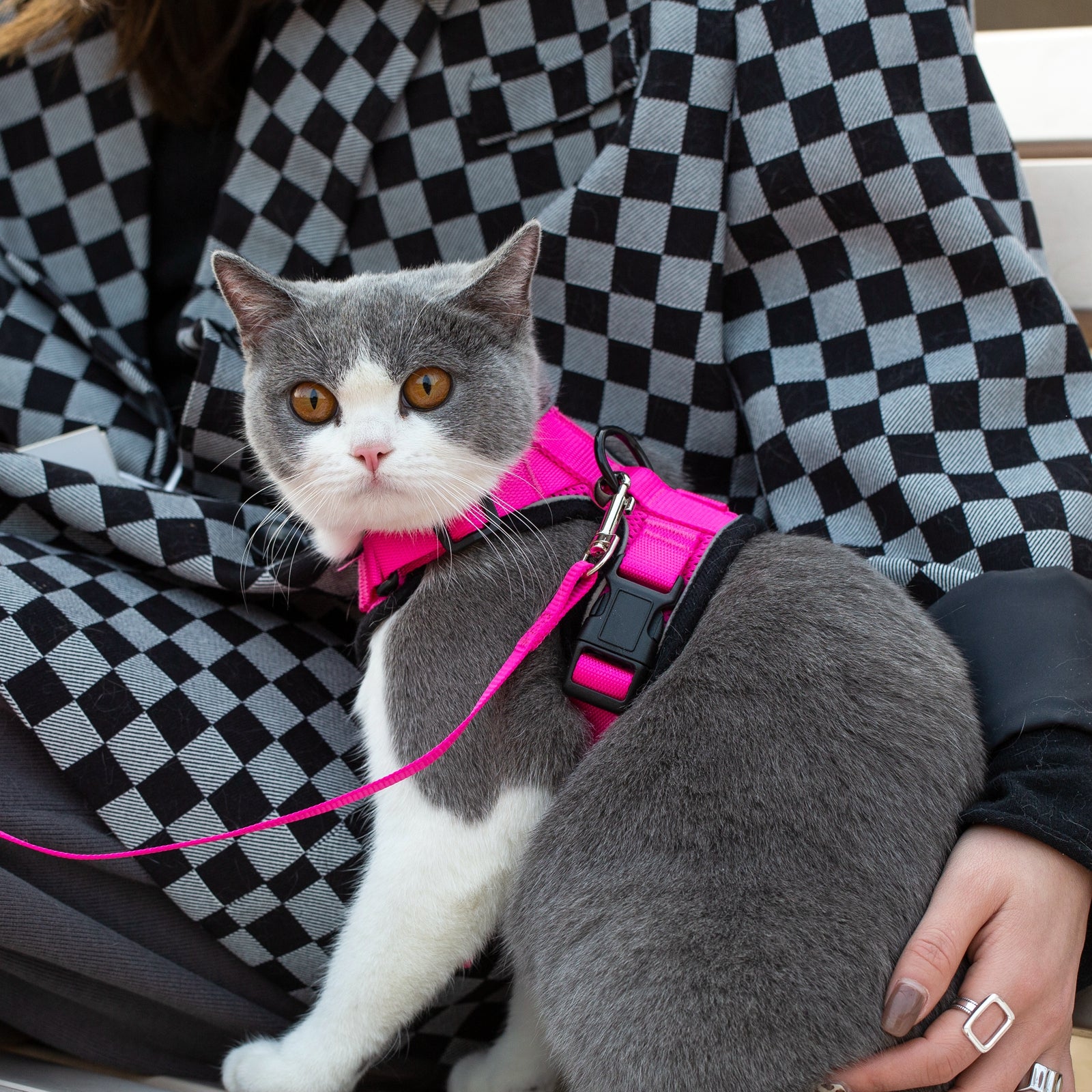Mr. Peanut's PurrTrek Reflective Cat Harness with Matching Leash - By Baano