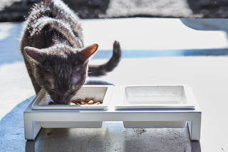 Pet Food Bowl - Steel + Ceramic - By Baano
