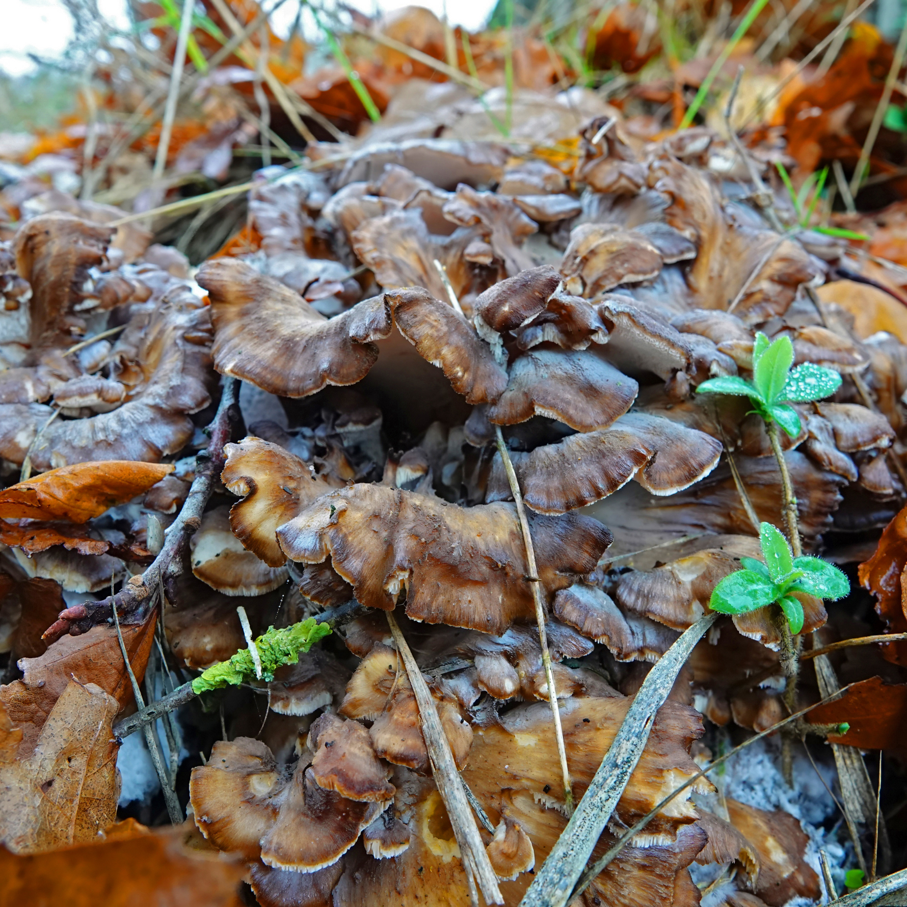 Daytime Immunity Mushroom Chocolates with Turkey Tail, Maitake, & Chaga