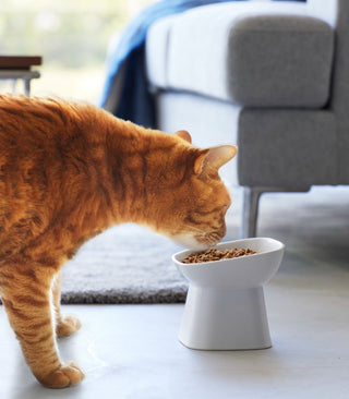 Tilted Pet Food Bowl - By Baano